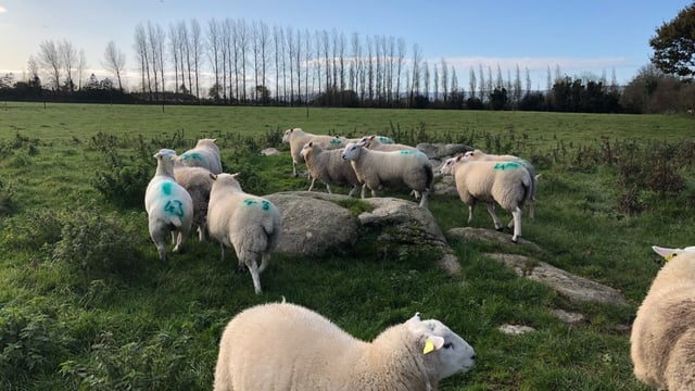 EuroSheep: Switching the focus from the ewe to the lamb - to improve productivity