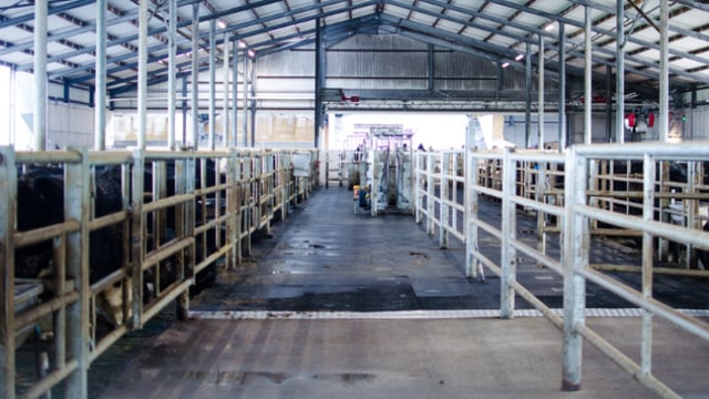 Revisited: Finishing 1,500 head of cattle with an automated system in Co. Cork