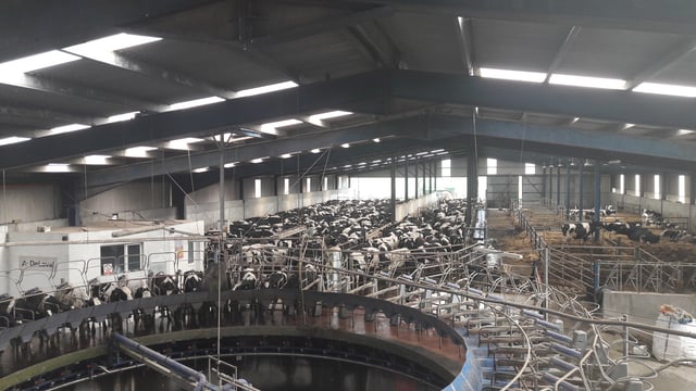 Domestic milk intake down 5.7% in December