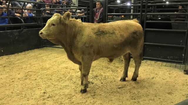 Cattle marts: Closing off 2019 and first glimpse of new year trade