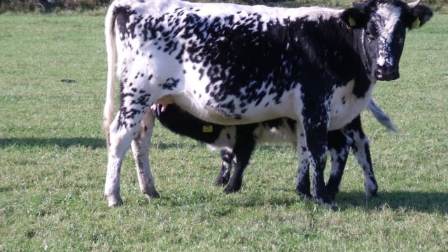 Droimeann cattle recognised as 'Native Rare Irish Breed'
