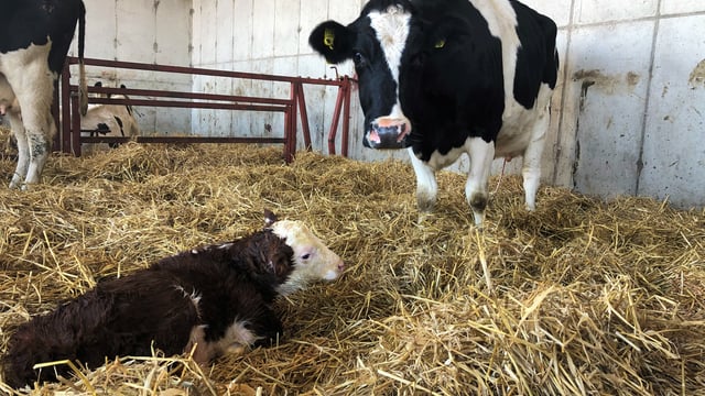 3 effective ways of controlling Johne's disease this calving season