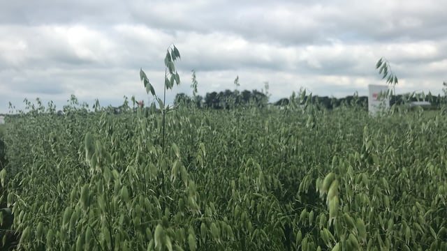 Recommended lists: Oats area catch up...with what varieties?