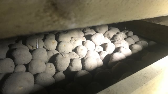 Concern remains over GB to NI movement of potato seed