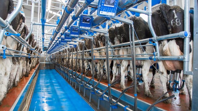 Opinion: Who came up with the idea of once-a-day milking?