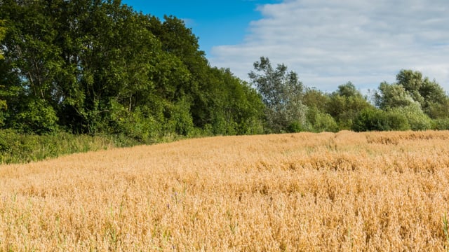 Agricultural output price index down 5% on May 2019 levels