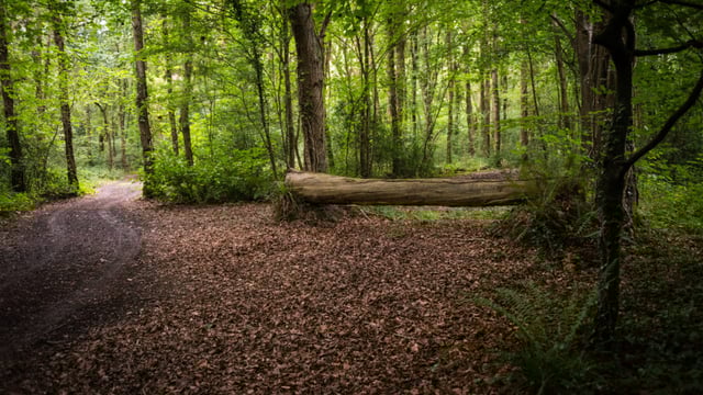 Call for a change in mindset on the role of forestry