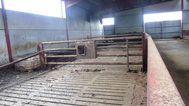 11 bullocks and 4 store cattle stolen from shed in Co. Laois