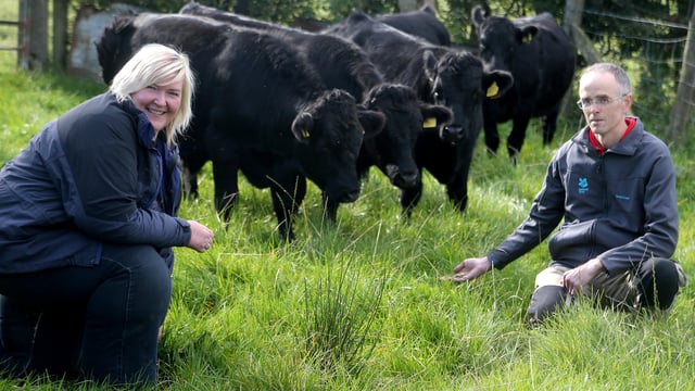 Cattle to return to Giant's Causeway bay after 50-year absence
