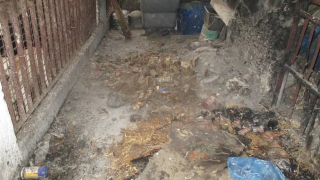 Offaly farmer jailed and disqualified from keeping animals for life