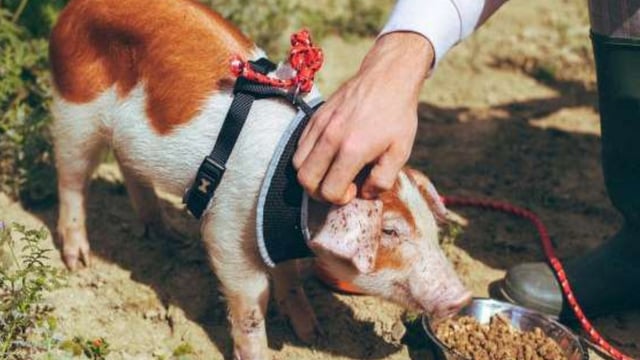 How to Steal Pigs: Unions call for Channel 4 to pass information to police