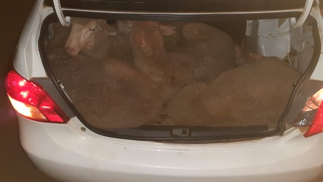 2 'thieves' arrested following discovery of 29 sheep in 2 vehicles