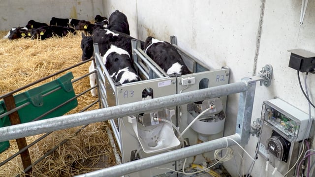 ICMSA seeks Calf Investment Scheme approval to be ‘sped-up'