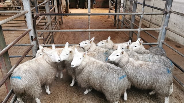 Sheep marts: Increasing factory prices driving the mart trade