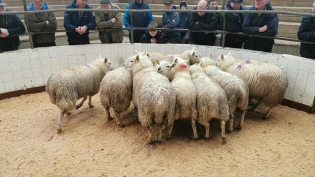 Sheep marts: In-lamb ewes make up to €175/head at Carnew Mart