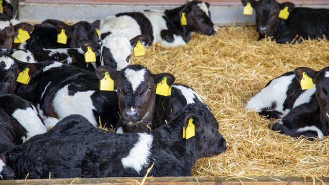 Call for long-term support for farmers in dairy-beef systems