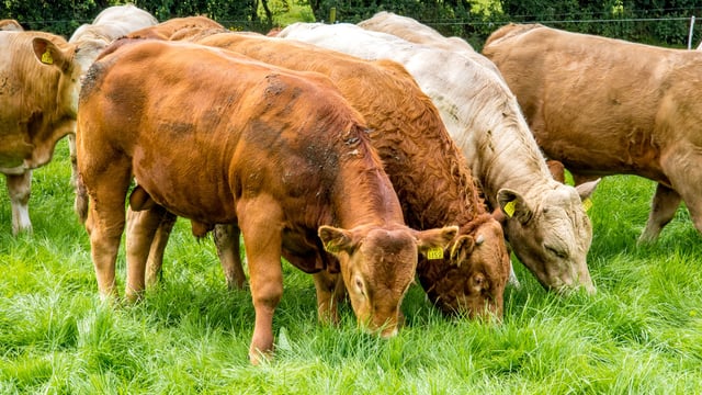 ICMSA slams 'scaremongering rubbish' over post-Xmas beef price