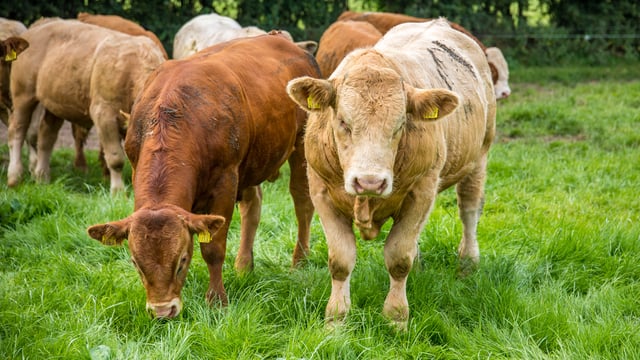 Suspected botulism outbreak on farm in Louth