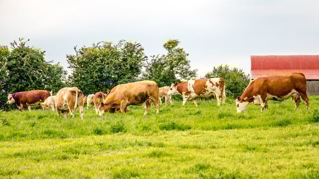 Lower stocking rate to count as two actions in eco-scheme