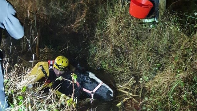 Horse saved from 10ft bog drain following 3-hour rescue