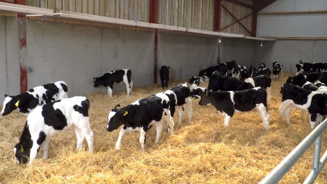 Calf Health Series: A farmer's one-stop shop for a successful calf-rearing period
