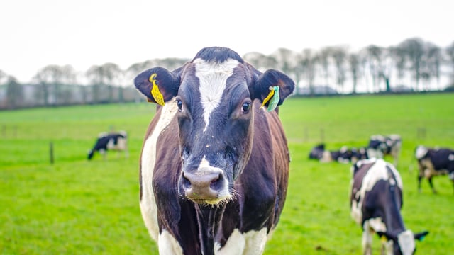 Fertiliser advice: August application of N still represents value for money
