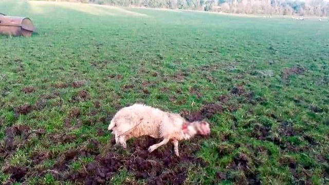 What can farmers do if their sheep are attacked by dogs?