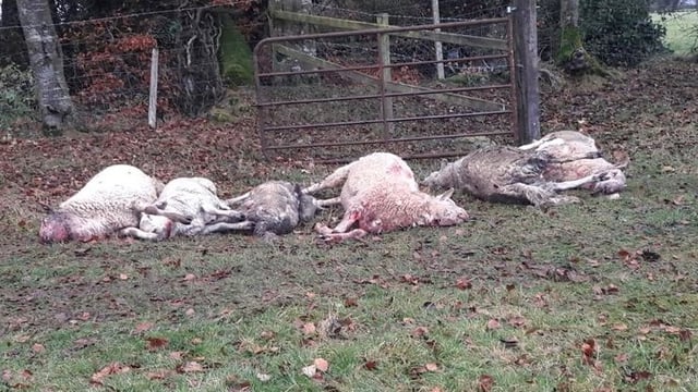 Dog attack: 'Unbelievably distressing to find dead or dying ewes'