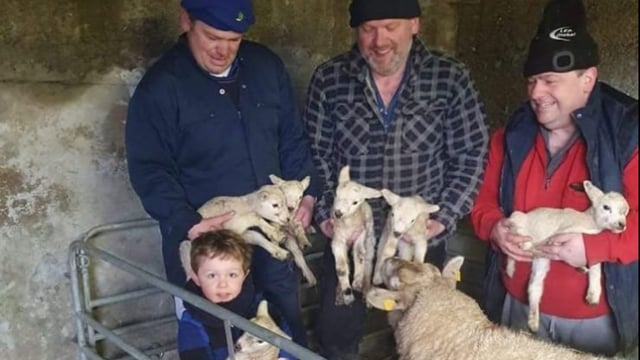 Yuletide ewe: 'Hardy' sextuplet lambs born on midlands farm