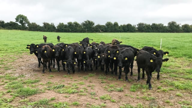 Dale Farm and ABP Horizon Dairy Beef Partnership: Everything you need to know