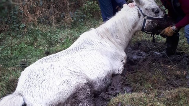 30 horses abandoned in Leitrim forest over 12-month period