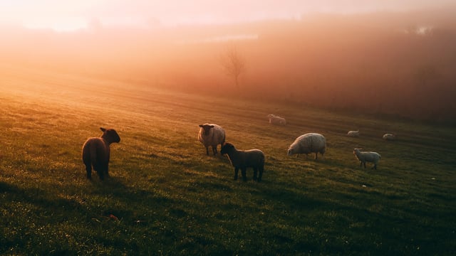 Farmers urged to get sheep census forms submitted on time