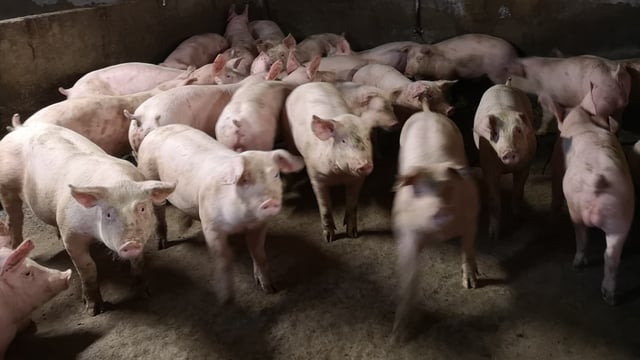 NI sees largest pig population in 10 years