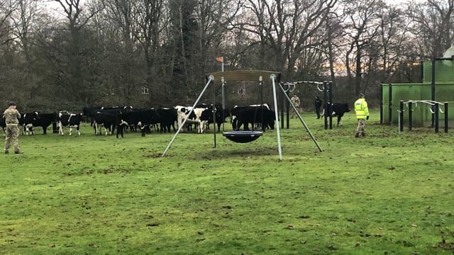 Bovine brigade: Herd of heifers 'invades' area of rural RAF base