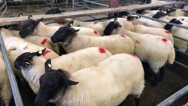 Sheep advice: The dangers of buying in in-lamb ewes