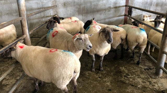 Sheep trade: New year's boost as prices edge up towards 520c/kg