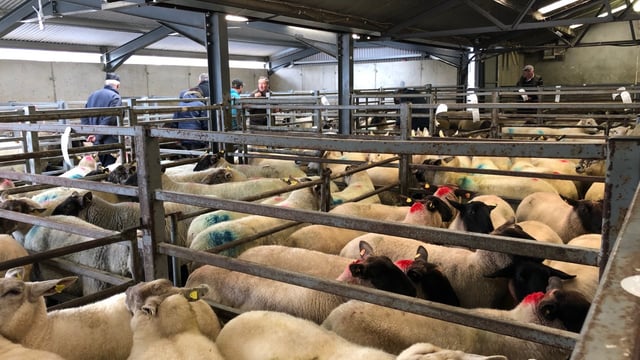 4 further marts approved to read electronic sheep tags; find out which ones...