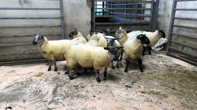 Sheep marts: Strong trade all round, as the number of in-lamb ewes on offer increases