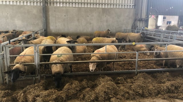 Ewe management: It's time to administer clostridial vaccinations