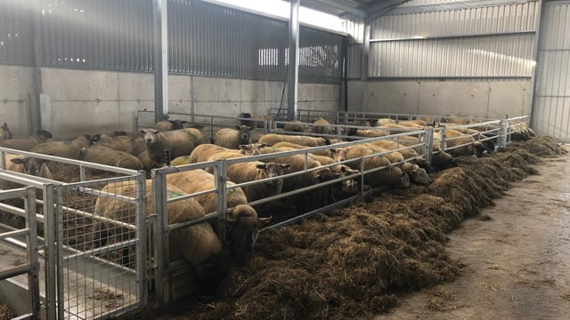 Ewe management: Getting nutrition right pre-lambing