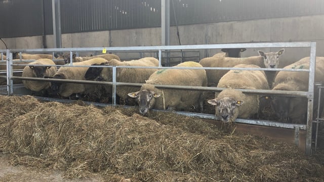 Teagasc Sheep Seminars set to take place this week