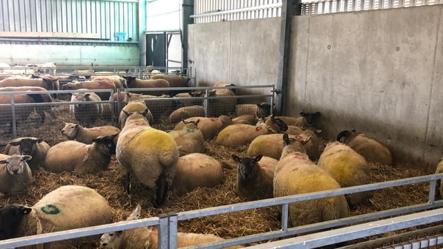 Lameness: What can farmers do about it?