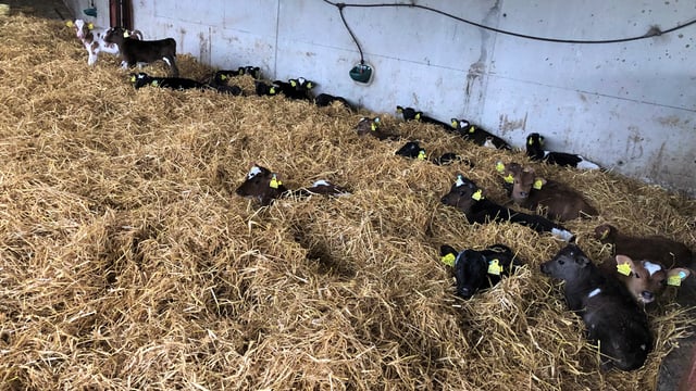 Calf registrations: 1 million mark reached for 2024