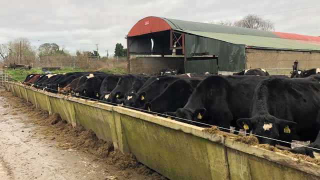 Dairy focus: One-third of the way through calving down 650 cows in Co. Meath
