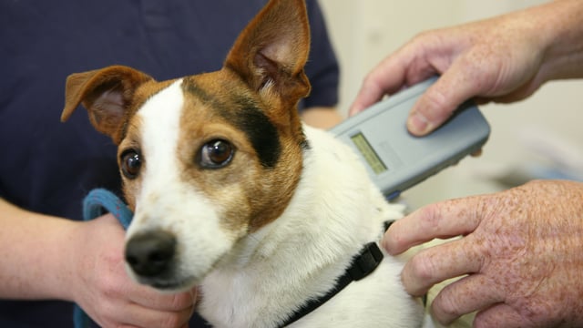 'Farmers legally entitled to shoot dogs in certain cases' - ISPCA