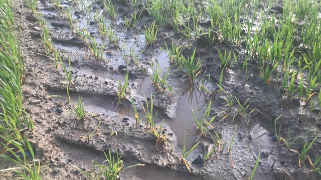 DAFM confirms further ACRES exemption due to adverse weather
