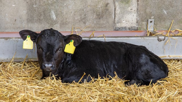 DAFM: No fixed payment notices issued for tagging offences