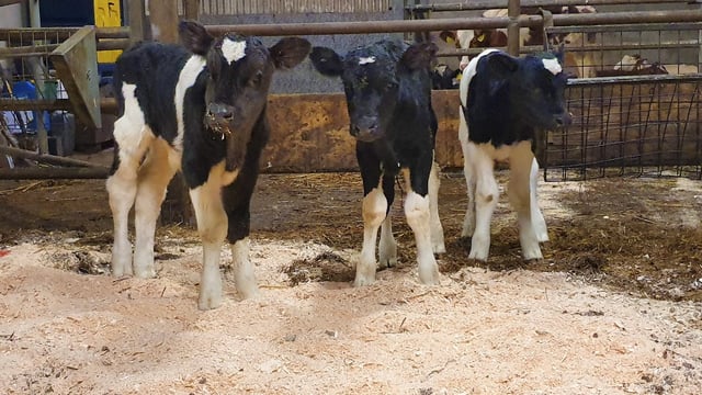 Co. Kerry farmer gets 3 calves for the price of 1