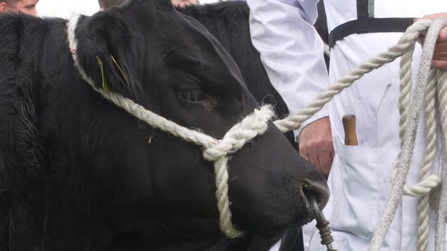 PM's indoors events ban a 'real blow' for winter agricultural shows