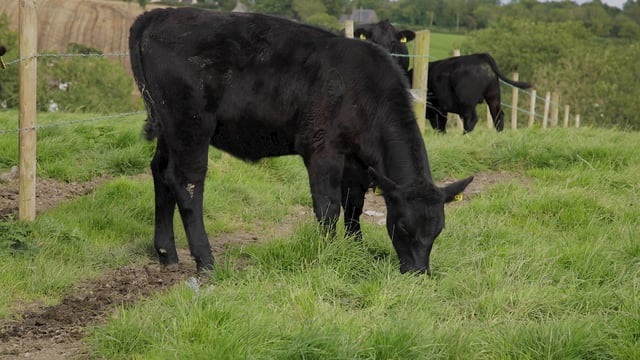 ICSA to meet DAFM again on catch crop grazing regulations